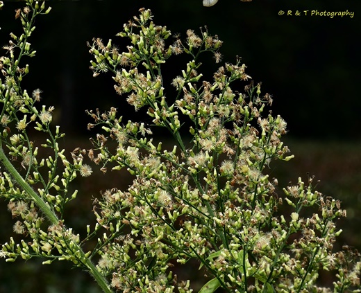 {Erigeron canadensis}